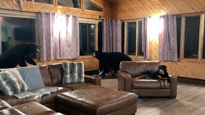 A spacious living room with a high wooden ceiling, leather sofas, and a fireplace. - Cozy Lodge (Sherman)