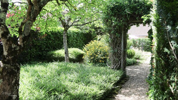 Ein Gartenweg mit üppigem Grün und einem von Weinreben bewachsenen Pergola.