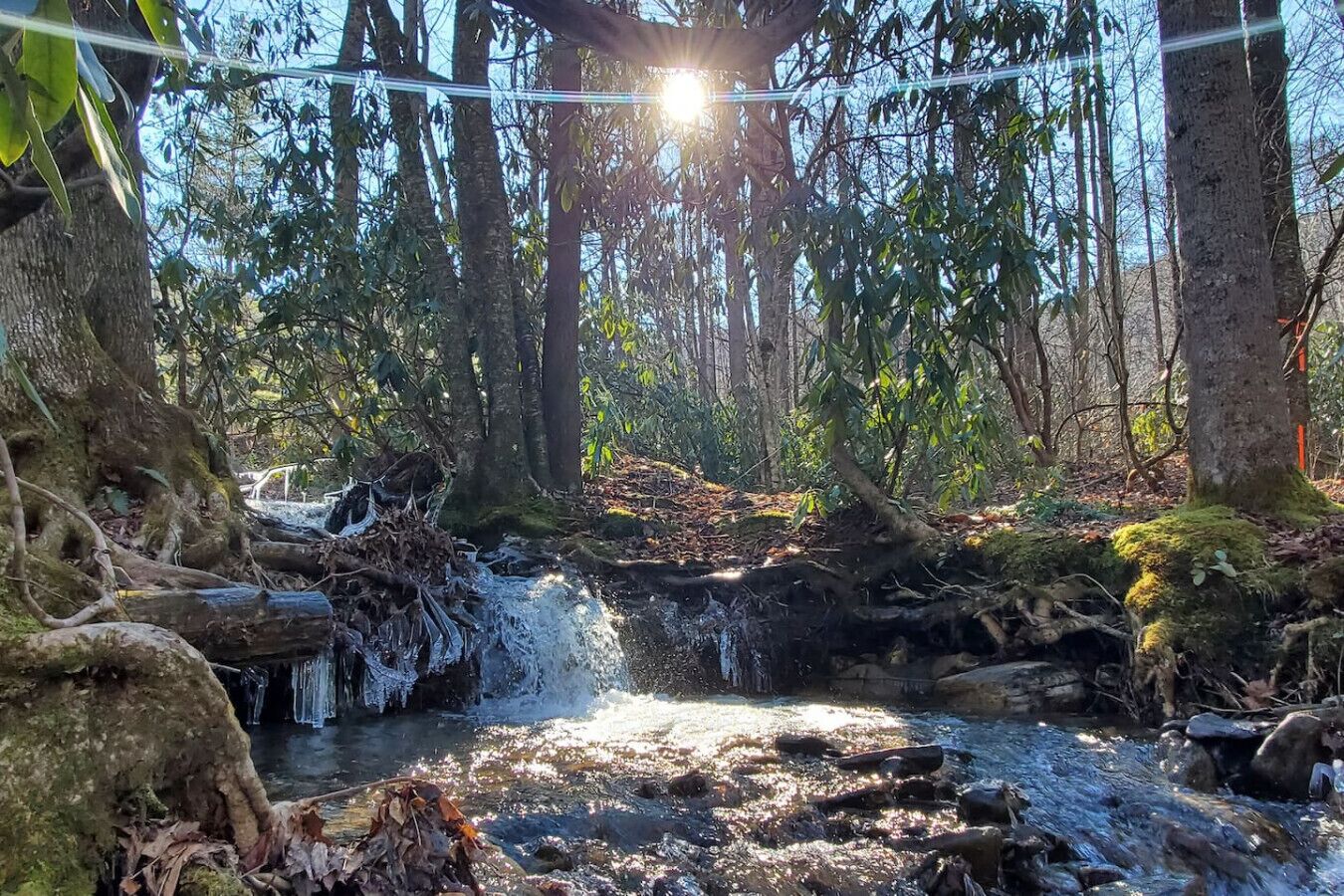 Ein Waldbach, durch den das Sonnenlicht zwischen den Bäumen fällt.