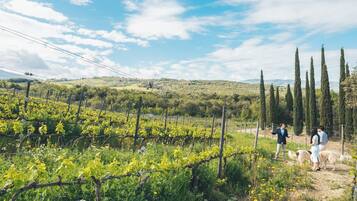 Un vignoble avec des rangées de vignes et quelques personnes qui se promènent au loin.