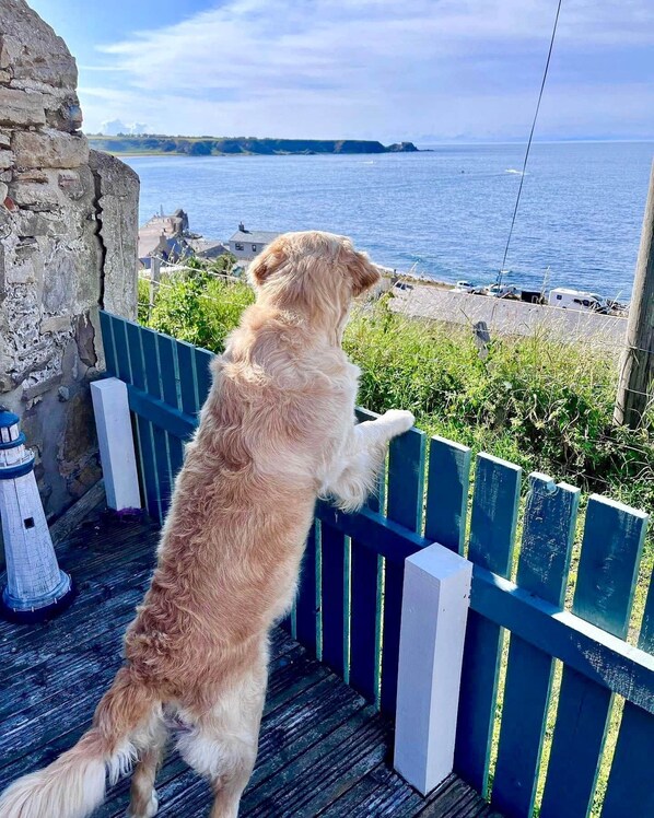 Um cão em pé sobre um deck de madeira com vista para a água.
