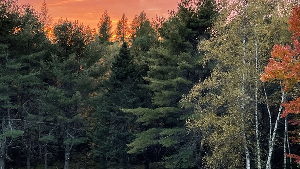 Un chien dans un champ d’herbe, avec des arbres et un coucher de soleil en arrière-plan.