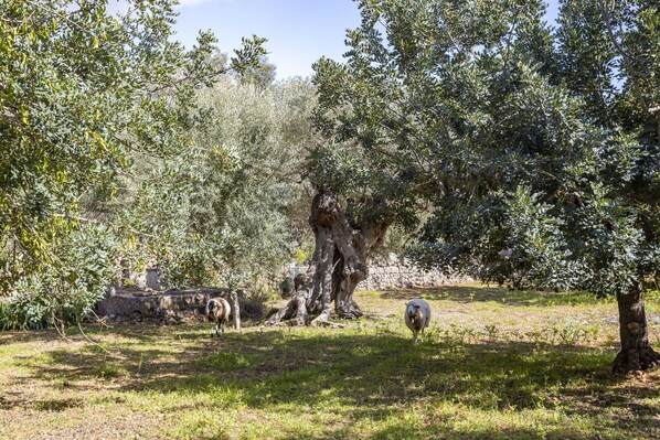 A natural setting with olive trees and a stone wall.