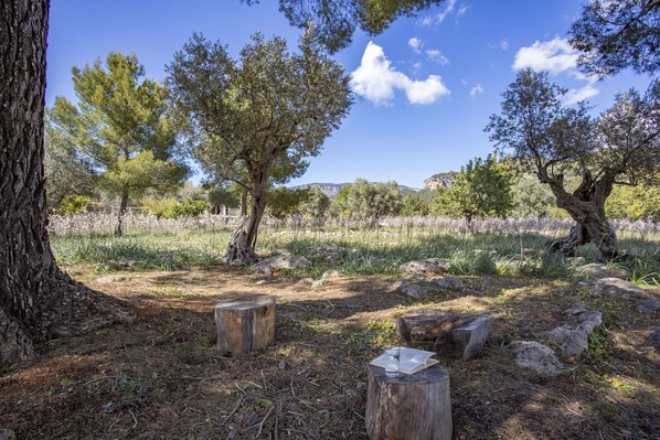 A natural outdoor setting with trees, rocks, and a clear sky. - 4 bedroom country house with pool and barbecue (Bunyola)