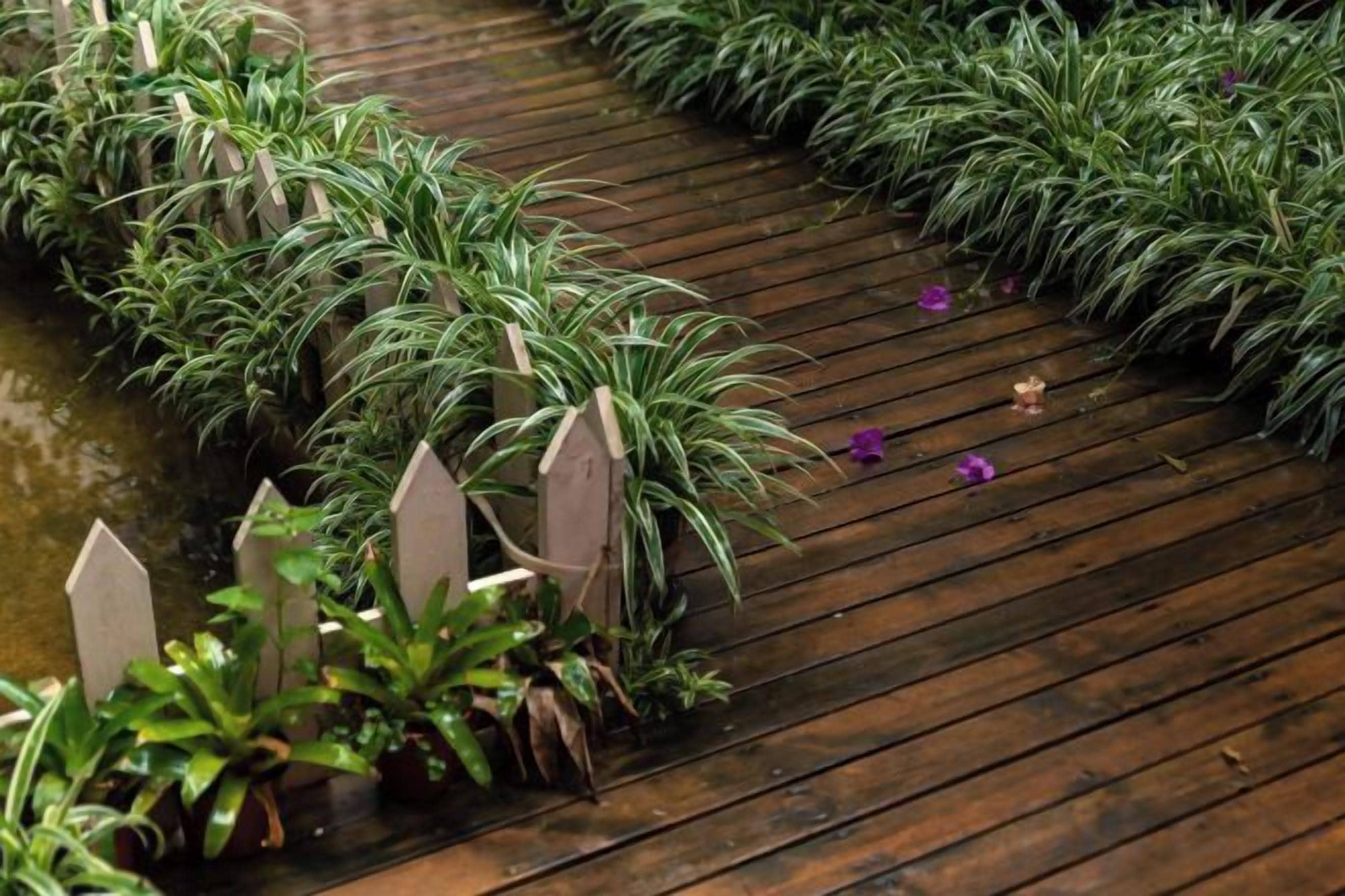 Un sendero de madera con plantas en macetas y un pequeño elemento acuático.