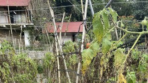A child reaching for tomatoes on a vine in a garden. - Farmstay Ban Bua (Moc Son)