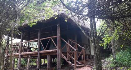 Jungle lodge Kibale