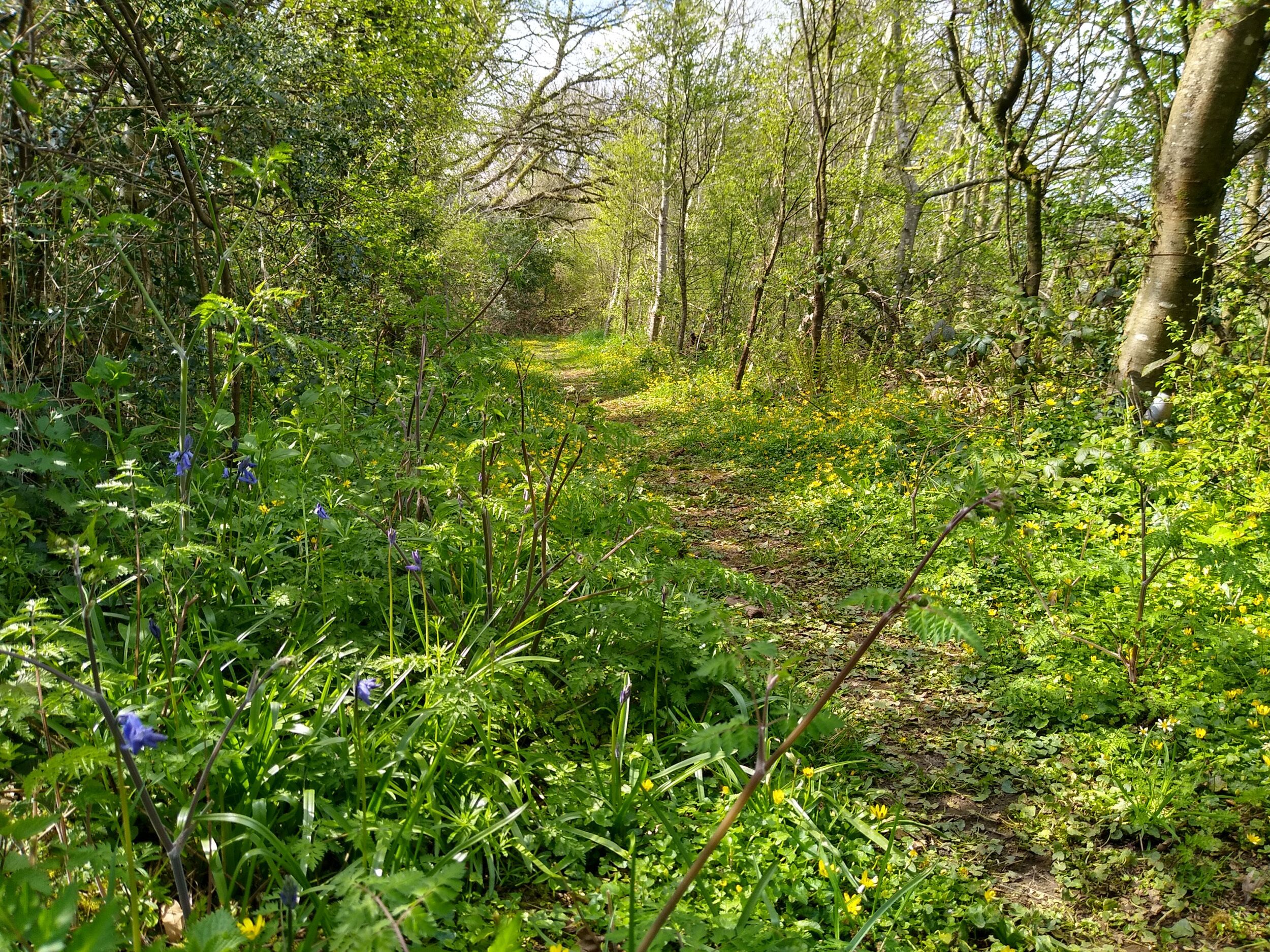 A forested path with dense greenery and wildflowers.