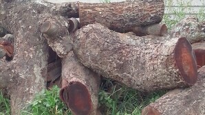 A pile of logs with a metal fence in the background. - Garden Guest House Bed & Bre Chitungwiza (Harare)