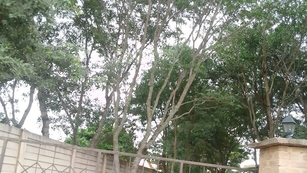 A fenced area with trees and a brick wall. - Garden Guest House Bed & Bre Chitungwiza (Harare)
