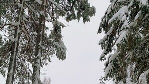 A red wooden cabin surrounded by snow-covered trees.