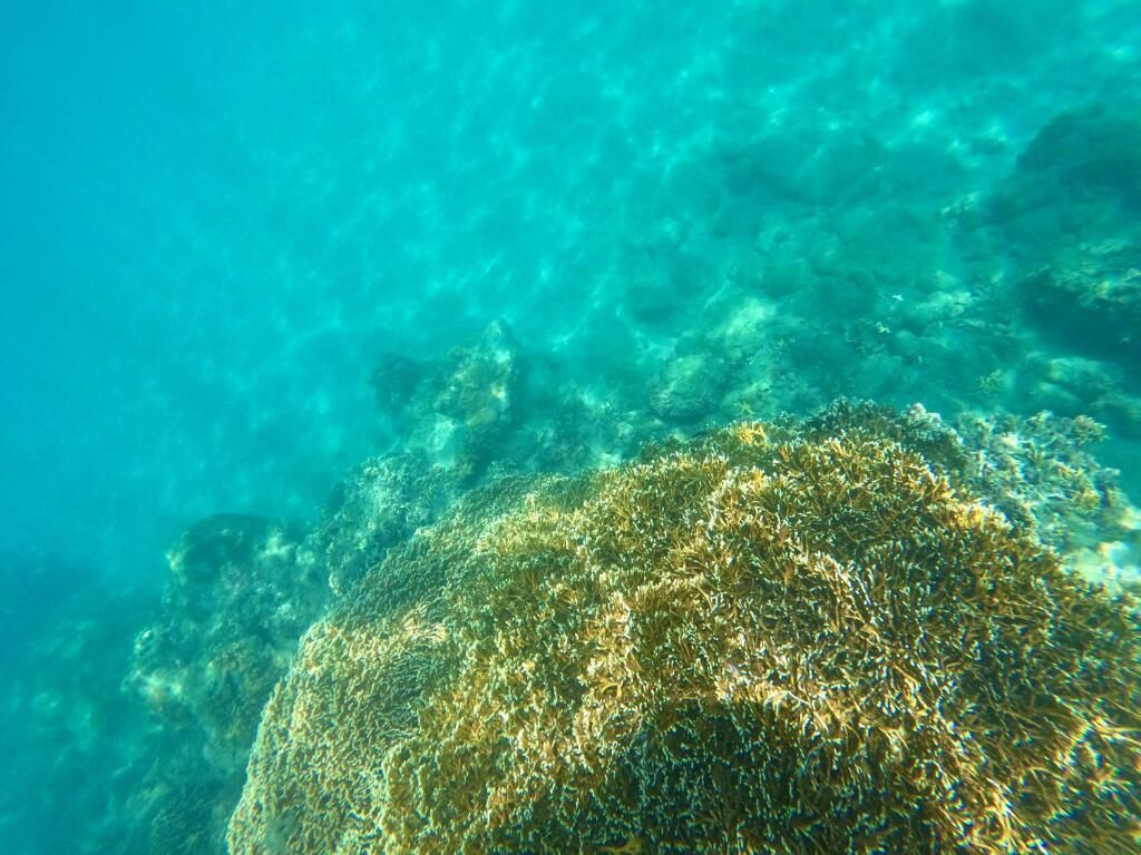 Vista subacuática de un arrecife de coral con agua cristalina.