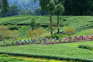 Un grupo de personas caminando por una plantación de té con campos en terrazas y árboles.