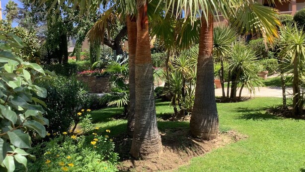 Ein Garten mit Palmen und verschiedenen Pflanzen.