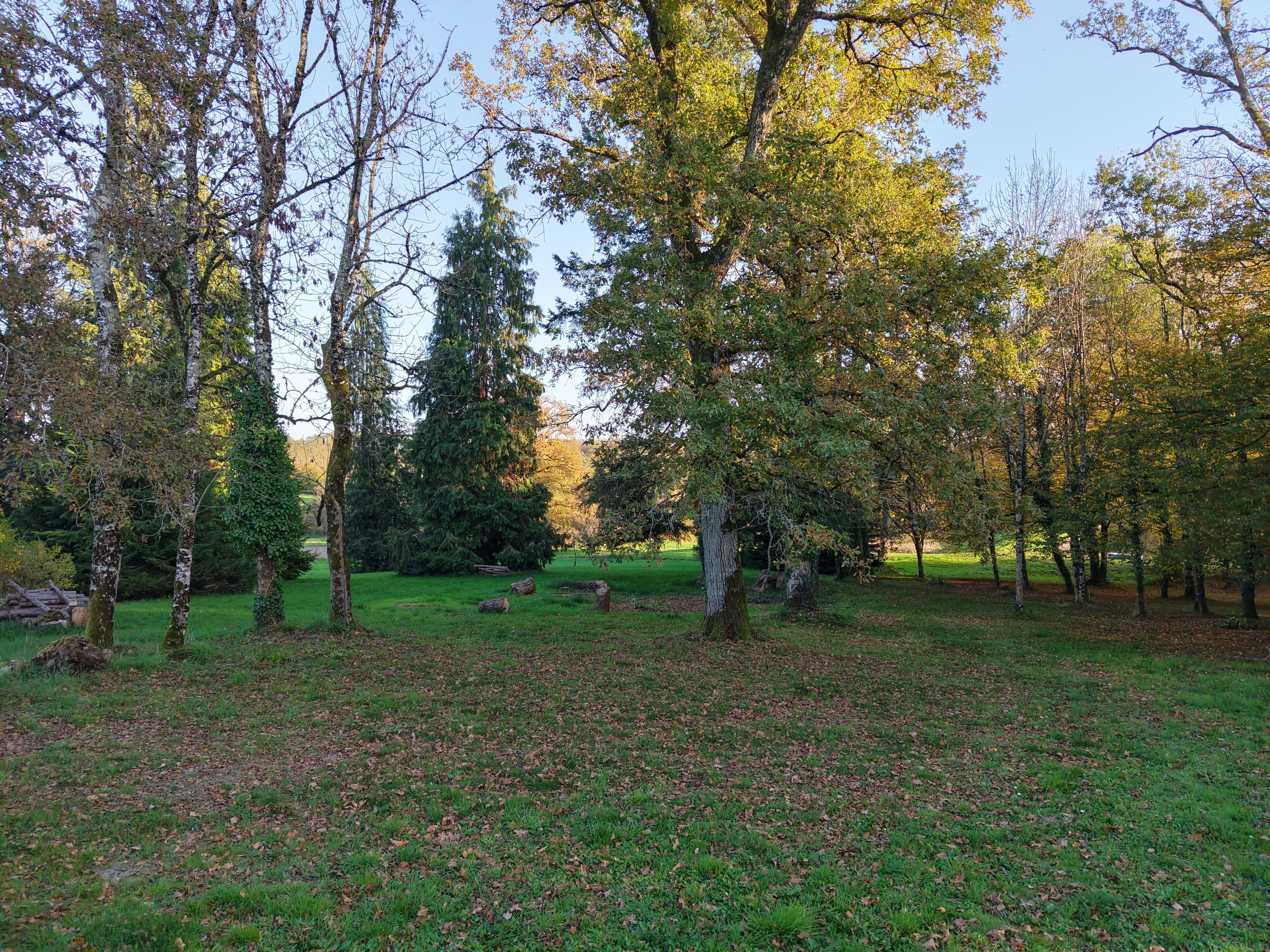 A park with various trees, a grassy area, and a few fallen leaves.