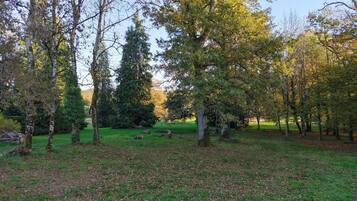 A park with various trees, a grassy area, and a few fallen leaves.