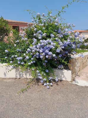 Property grounds - Emerald Villa with a wonderful garden (Case Peschiera-lu Fraili)