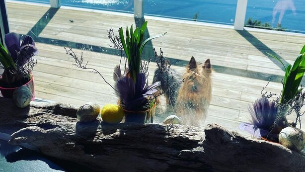 Une terrasse en bois agrémentée de plantes en pot et où se trouve un chien.