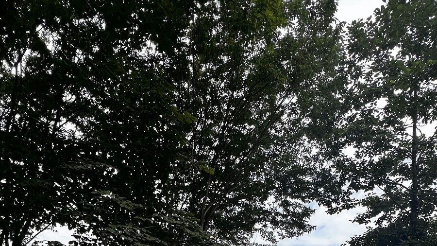 Glamping Martini Kvariati