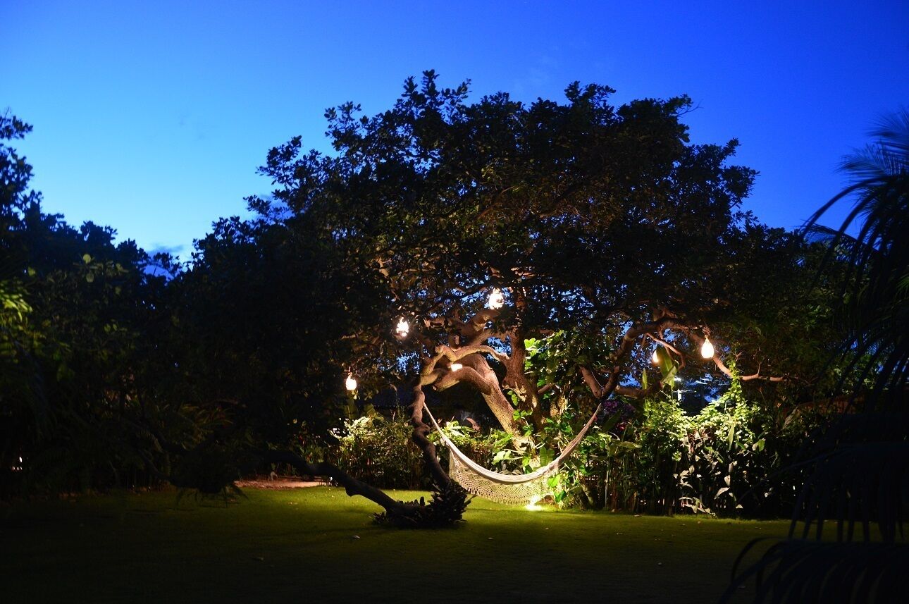 Uma rede sob uma árvore com luzes penduradas, rodeada por vegetação.