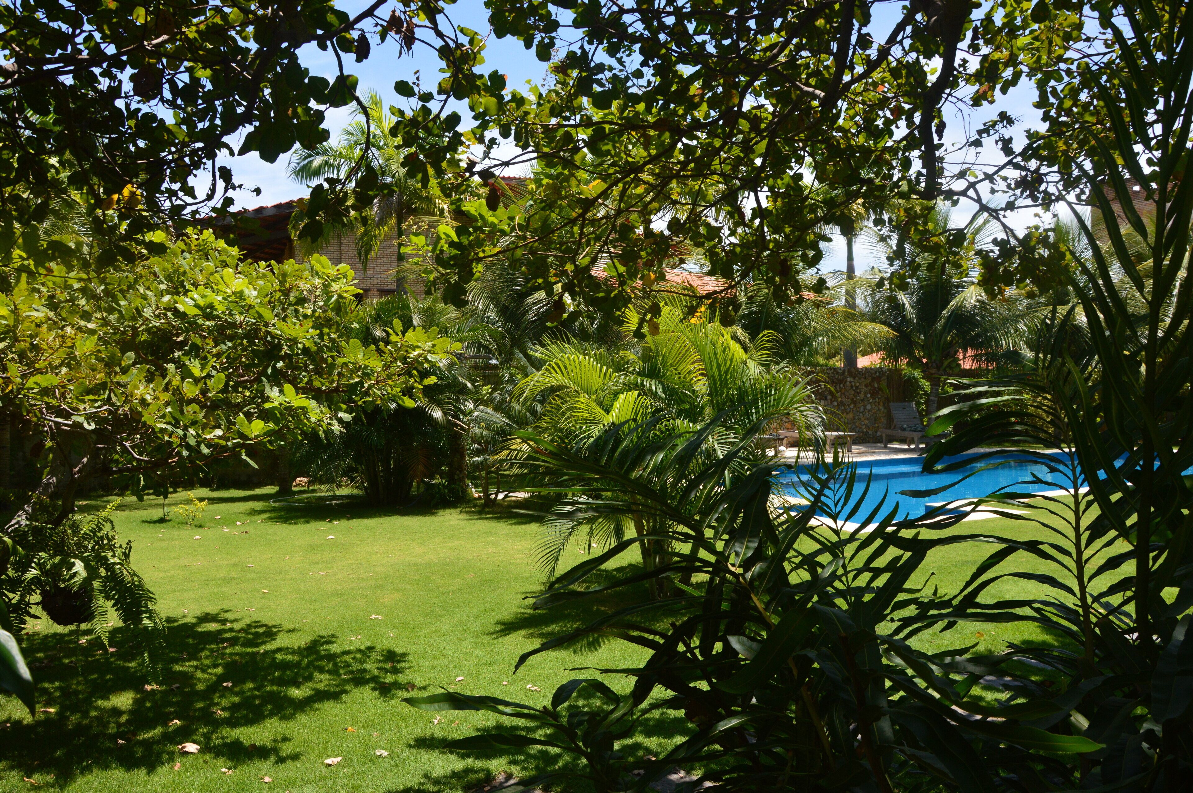 A lush garden with a swimming pool, surrounded by various tropical plants and trees.