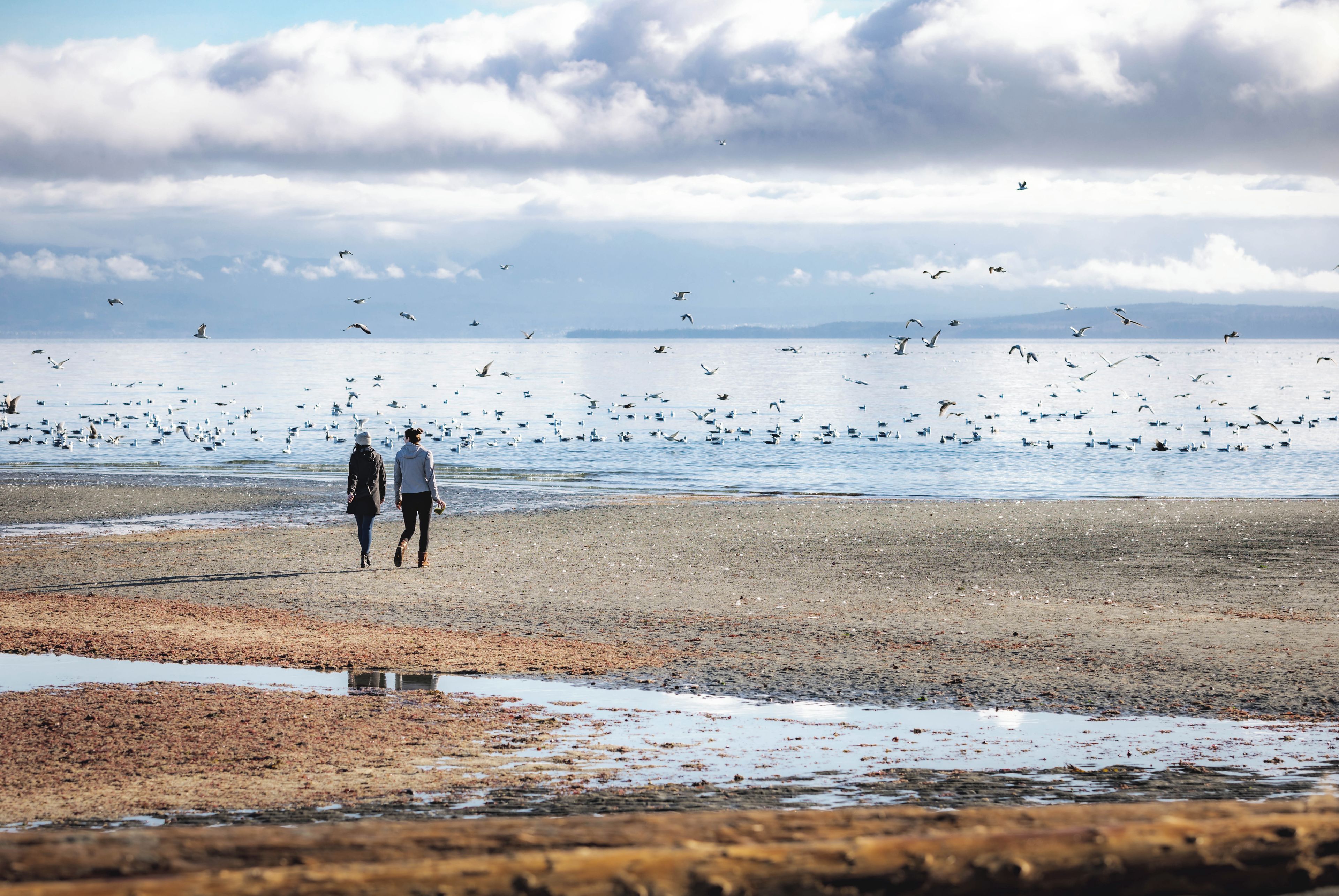 A beach with people walking and birds flying.