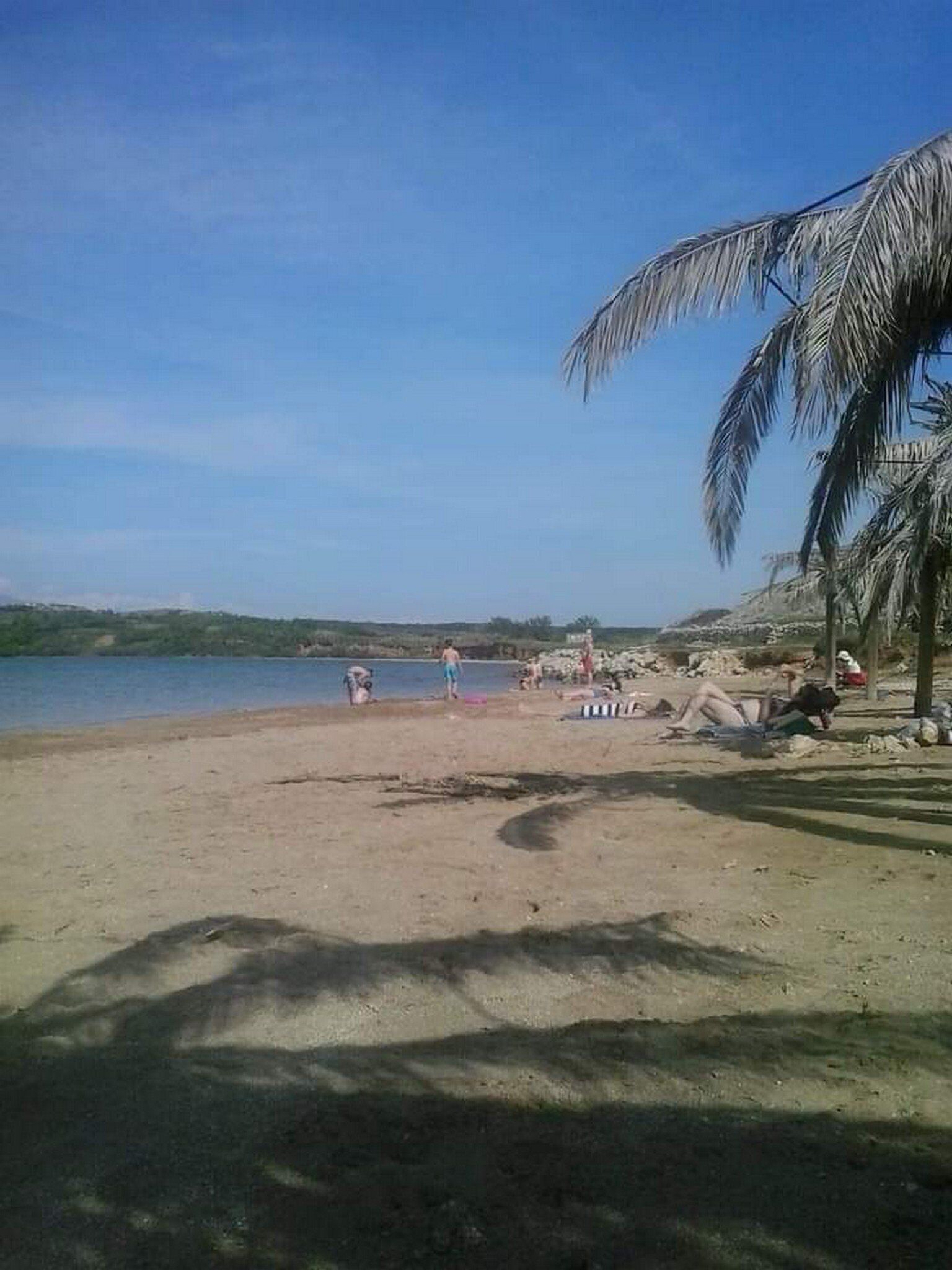 Een strand met een palmboom, mensen die ontspannen en een kalm waterlichaam.