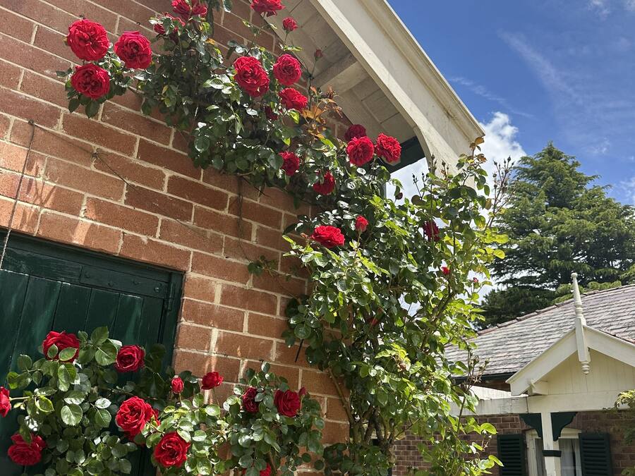 A brick building with a green door and a climbing rose bush with red flowers.