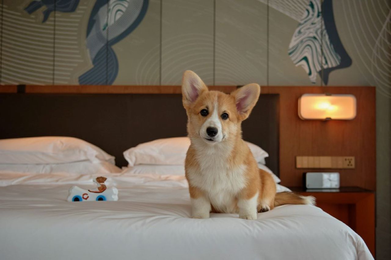Cubrecamas, colchones con pillow-top y minibar 