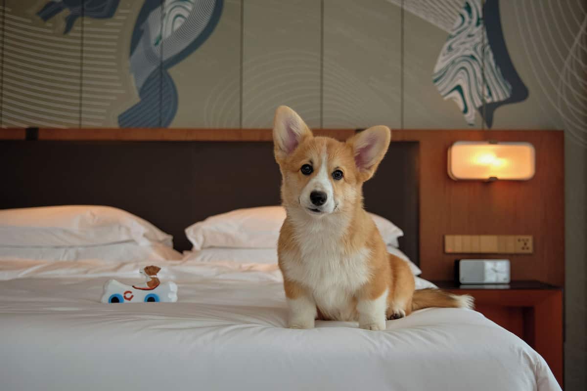 Premium kamer (Pet Friendly) | Huisdiervriendelijk