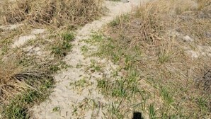 Un sendero arenoso que lleva al océano con vegetación escasa.