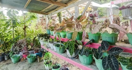 OYO Homes 91148 Homesstay Desa Wisata Bahoi Near Ekowisata Mangrove Desa Bahoi