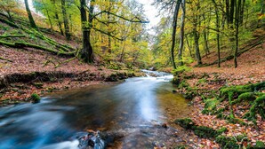 Een heldere beek in het bos, omringd door bomen en herfstbladeren.