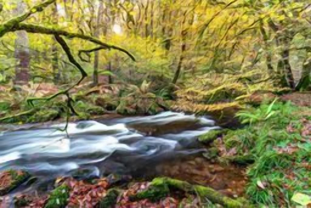 A forest stream with rocks and foliage.