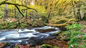 A forest stream with rocks and foliage.