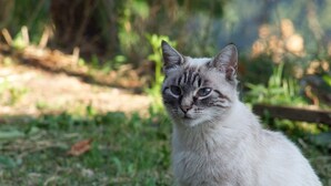 Un gato sentado sobre la hierba.