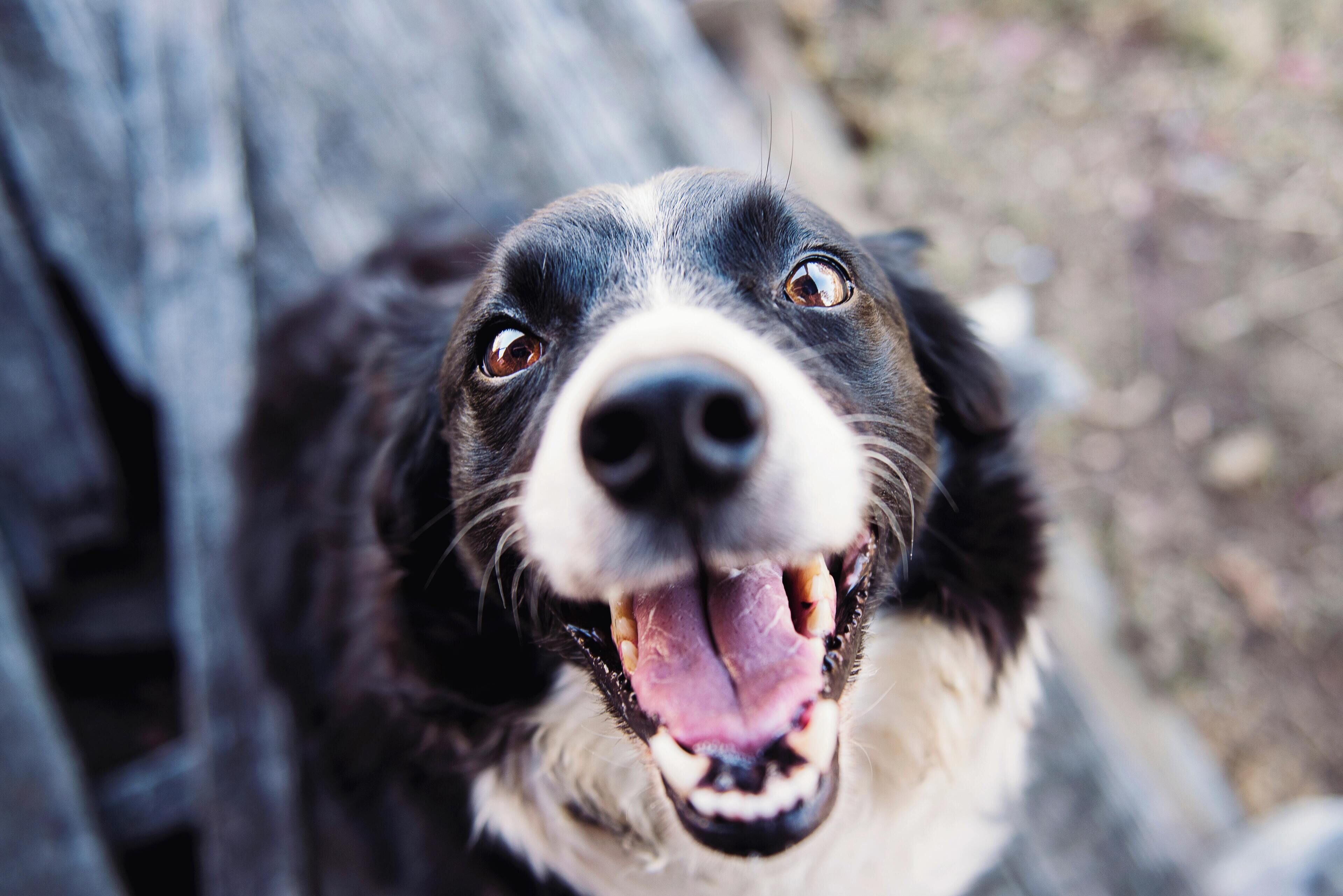 A close-up of a dog with a black and white coat, looking directly at the camera.