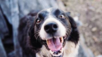 A close-up of a dog with a black and white coat, looking directly at the camera.