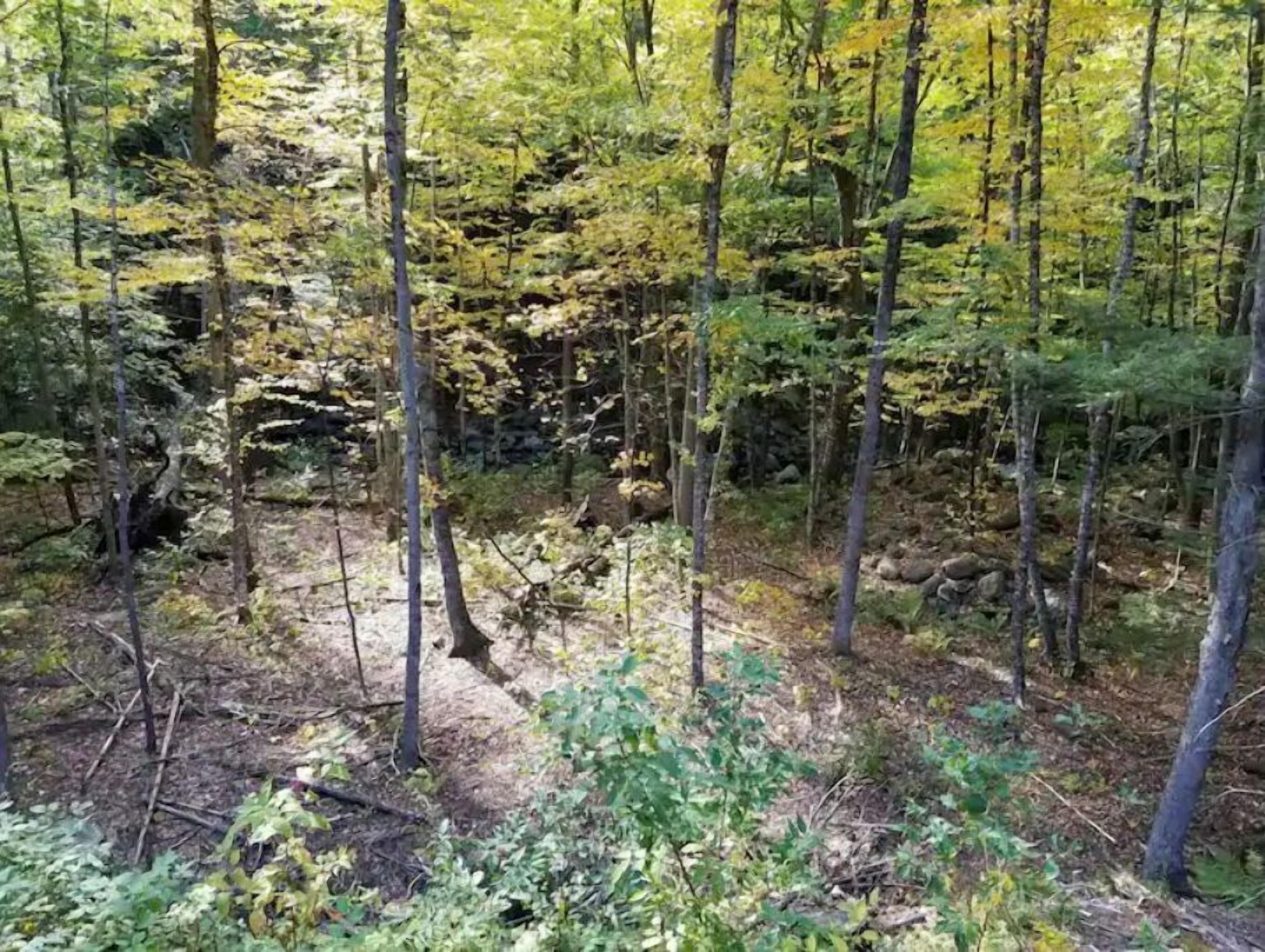 Una fitta foresta con alberi alti e un terreno roccioso.