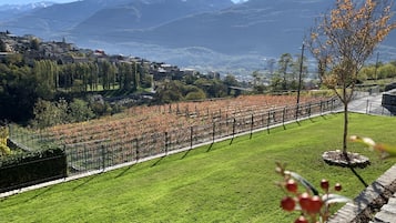 A vineyard with rows of grapevines, a grassy field, and a mountain range in the background.