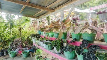 Un espacio al aire libre cubierto con una variedad de plantas en macetas dispuestas en estantes y en el suelo.