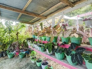 A covered outdoor area with various potted plants arranged on shelves and the ground. - OYO Homes 91148 Homesstay Desa Wisata Bahoi (Bahoi)