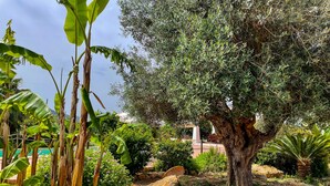 Um jardim com uma árvore grande, pedras e diversas plantas.