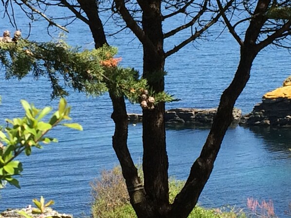 A coastal scene with trees and a rocky shoreline.