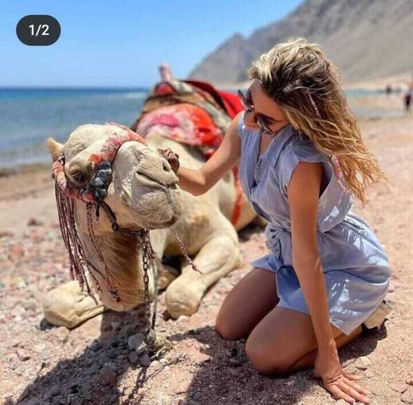 Ecotours - Hotel New One (Cairo)