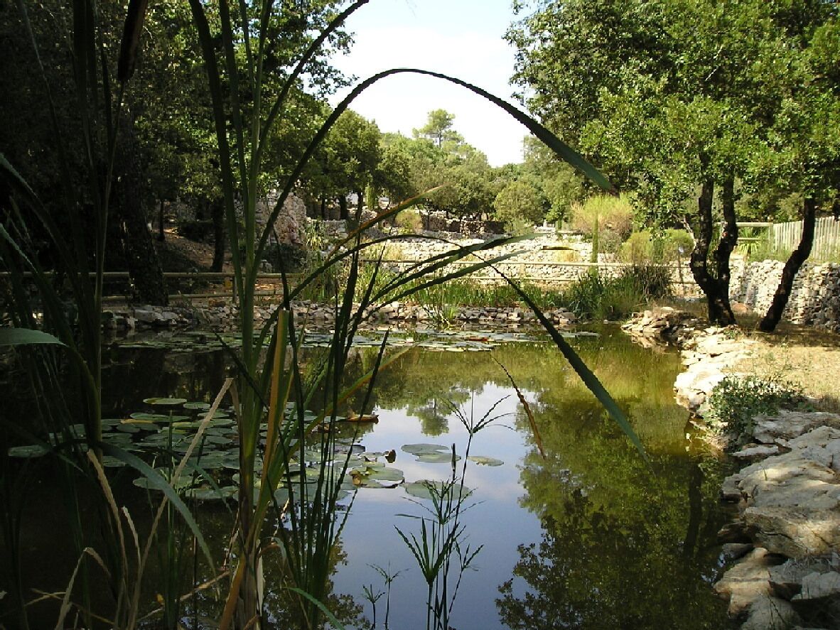 étang