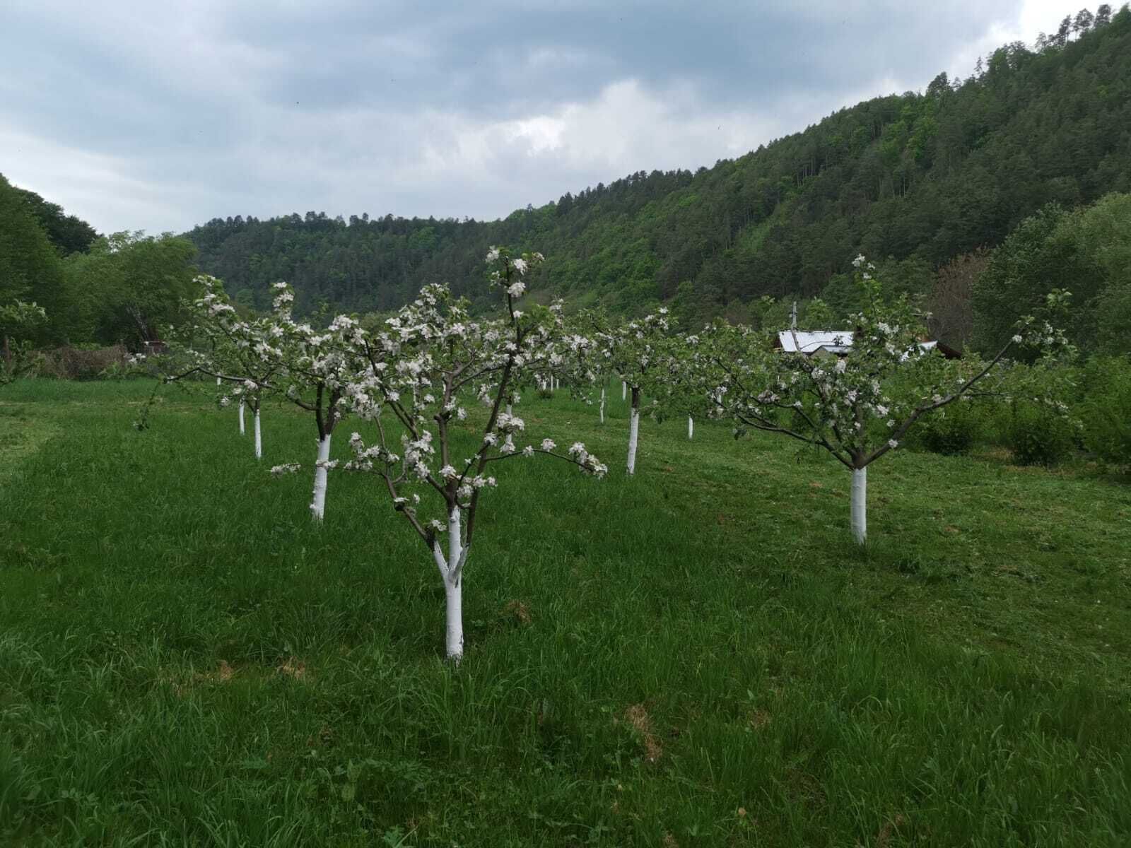 A field of trees with white-painted trunks, a grassy field, and a forested hill in the background.
