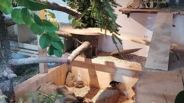 Una jaula para pájaros con una estructura de madera para trepar, una zona de alimentación y un pequeño árbol.