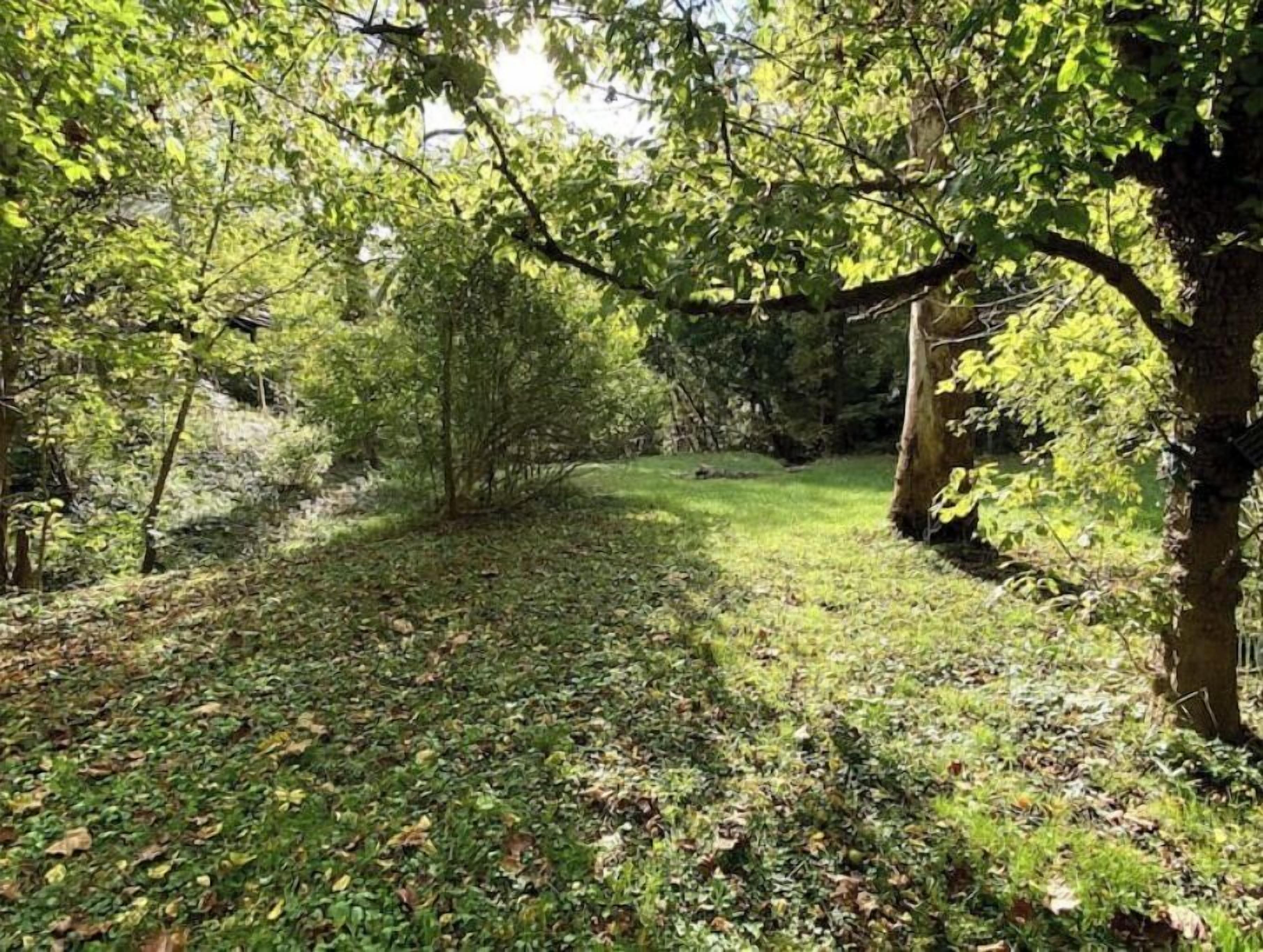 A forested area with a grassy path and trees.