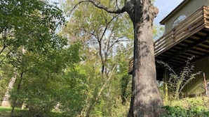 Un grand arbre dans un jardin, avec un bâtiment visible à l’arrière-plan.